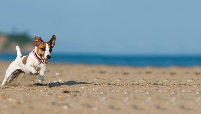 Dog-Friendly Holidays in Cornwall