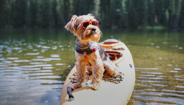 Dog-Friendly Glamping