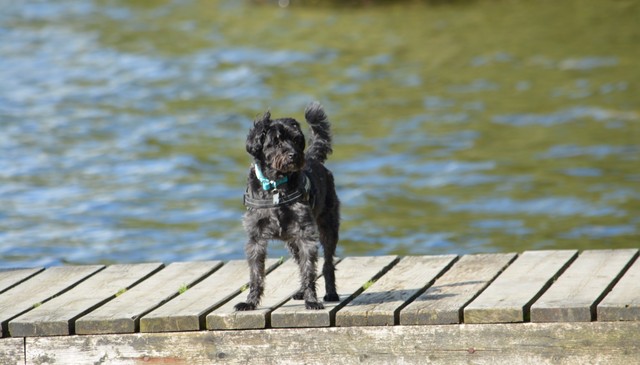 Pet-Friendly Lodges