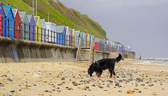Dog-Friendly Holiday Parks Norfolk 