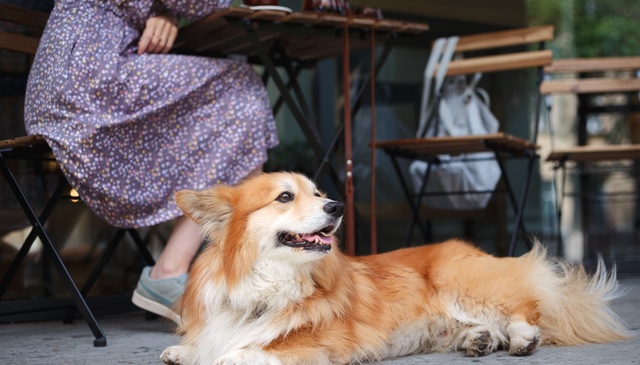 Dog-Friendly Restaurants in Cornwall