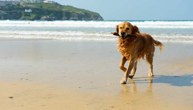 Dog-Friendly Coastal Holidays