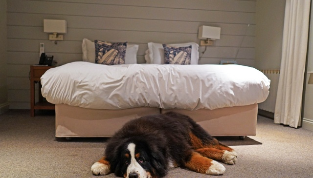 Dog-friendly Cottages