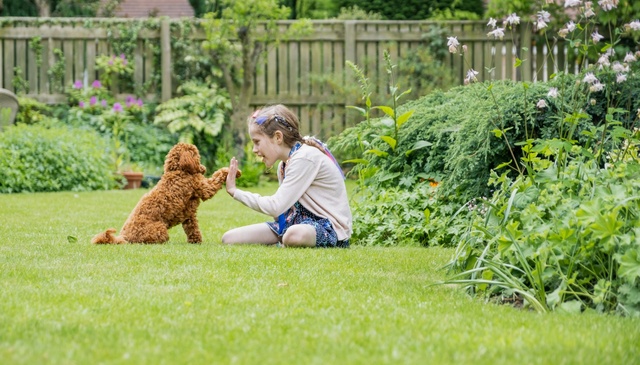 Dog-Friendly Accommodation with an Enclosed Garden