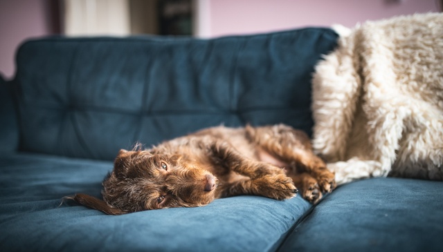 Luxury Dog-Friendly Holidays