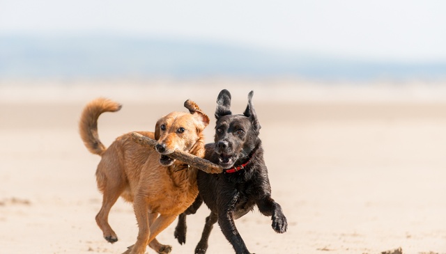 The Best Dog-Friendly Beaches in the UK