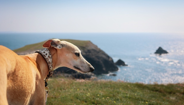 Dog-friendly holidays Cornwall