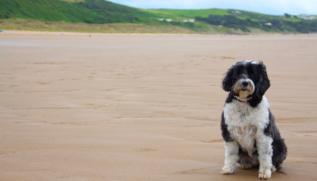 Dog-friendly holidays Devon