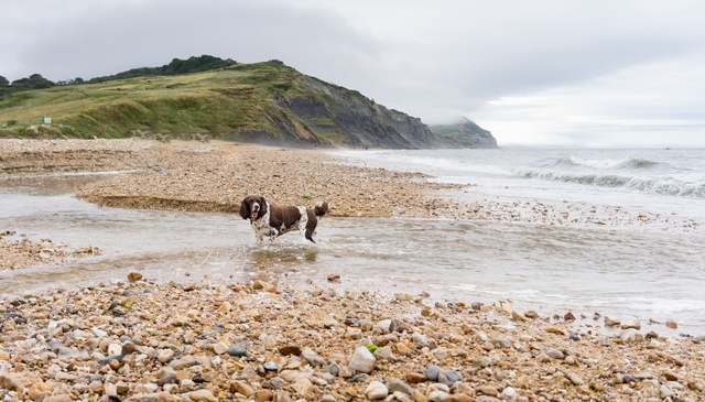 Dog-friendly holidays Dorset