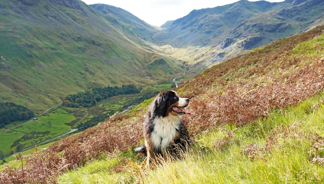 Dog-friendly holidays Lake District
