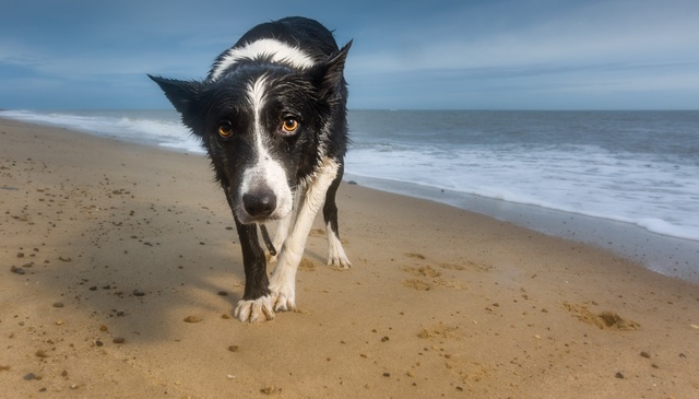 Dog-friendly holidays Norfolk