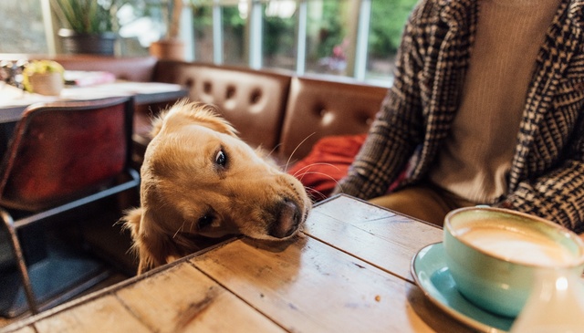 Dog-Friendly Places to Eat in the UK