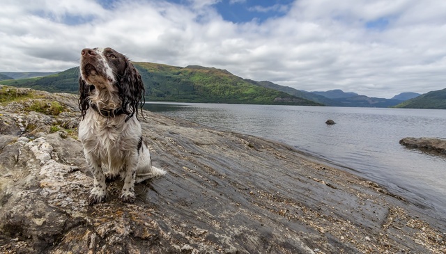 Dog-friendly holidays Scotland