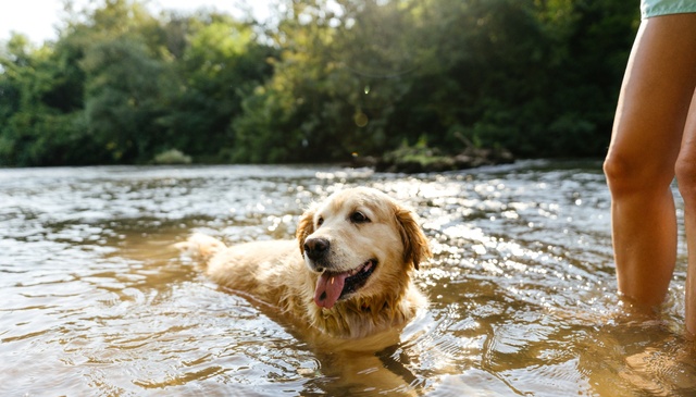 Dog-friendly holidays Wales