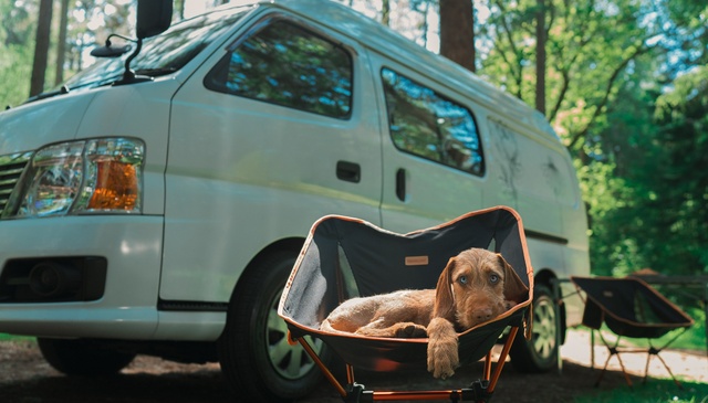 Guide to Taking Pets on a UK Holiday