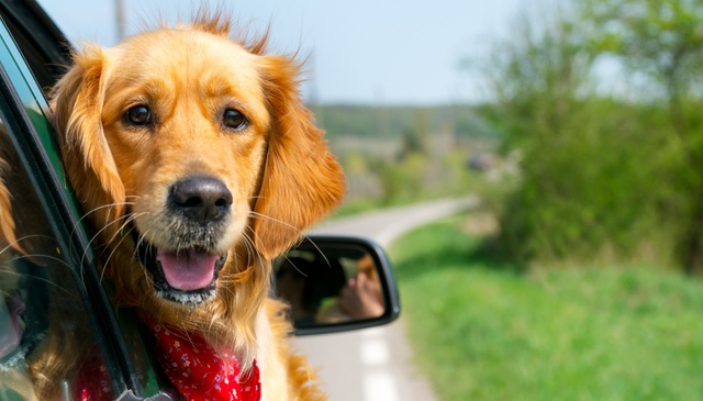 Last-Minute Dog-Friendly Holidays