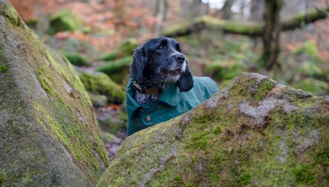 All Dog-Friendly Accommodation