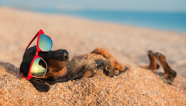 Luxury Dog-Friendly Holidays