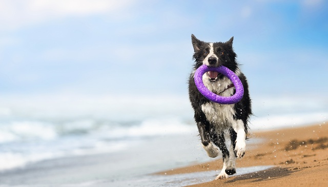 Pets Go Free Holidays