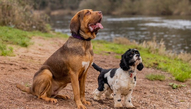 Dog-Friendly Cottages Dumfries and Galloway