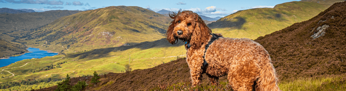 Dog-Friendly Holiday Parks