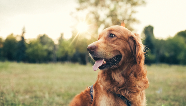 Dog-Friendly Cottages in the South West