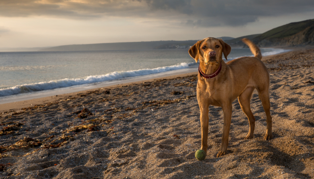 Dog-Friendly Dorset Cottages