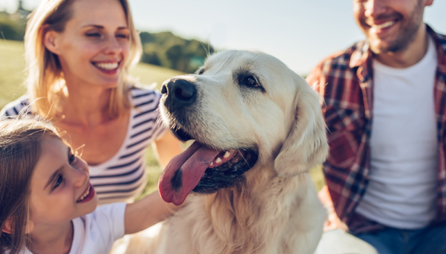 Dog-Friendly Holiday Parks