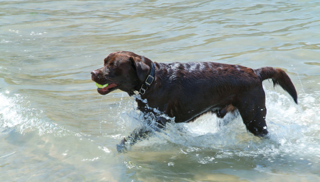 Dog-Friendly Cottages Isle of Wight