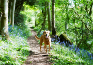 Dog-Friendly Cottages Ireland