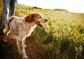 Dog-Friendly Lake District Cottages