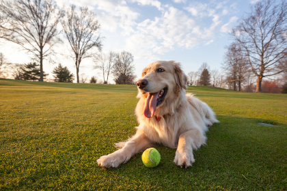Dog-Friendly Cottages North Wales