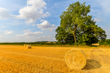 Cottages on Farms in North Wales