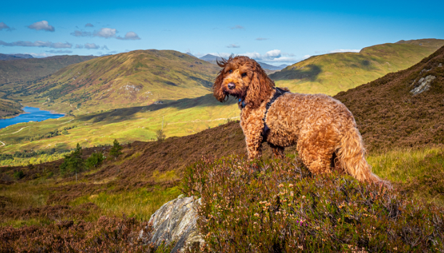 Dog-Friendly Cottages Scotland
