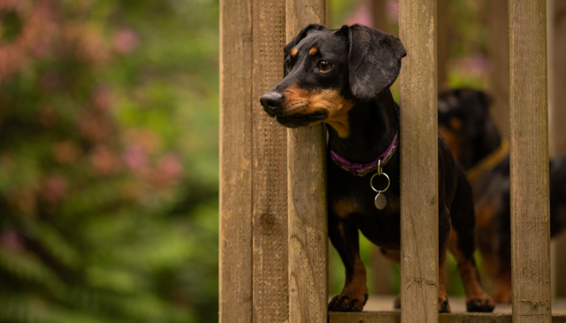 Dog-Friendly Somerset Cottages