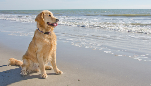 Dog-Friendly Cottages Sussex