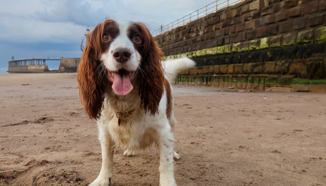 Dog-Friendly Cottages Yorkshire