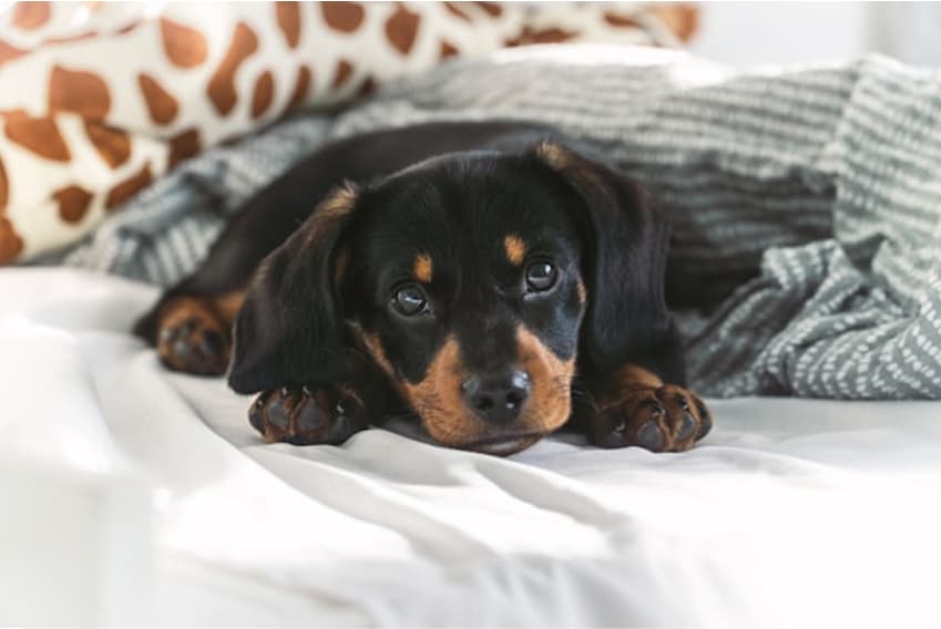 Pet-Friendly Getaways