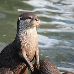 Buckfast Otter Experience