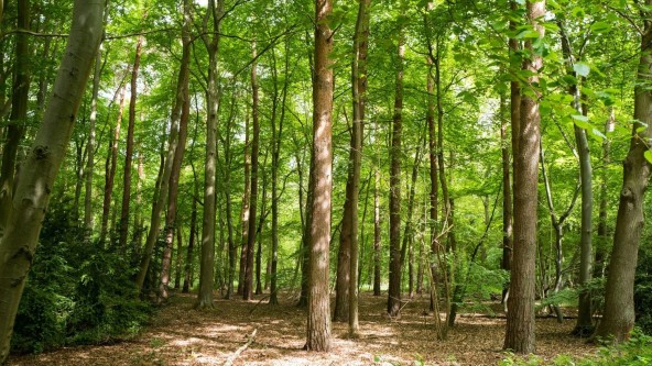 Thetford Forest