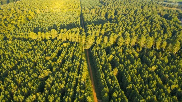 Thetford Forest