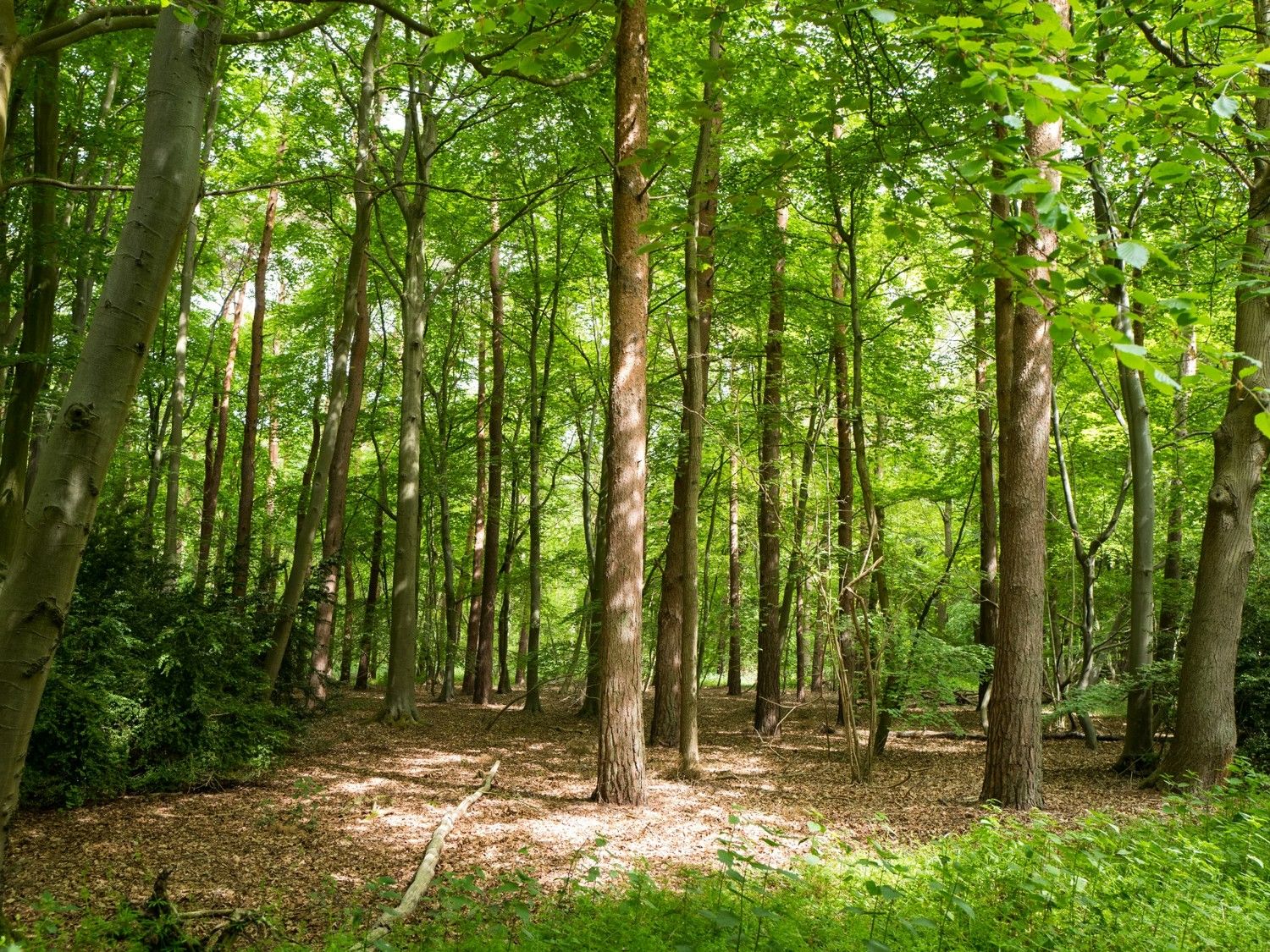 Thetford Forest