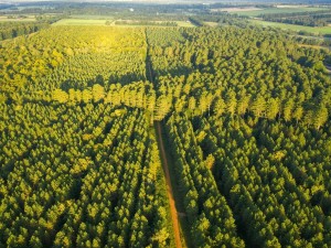 Thetford Forest