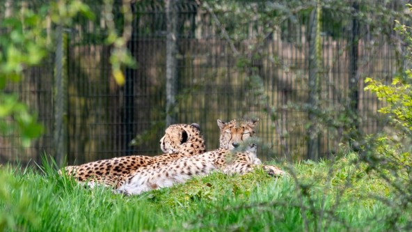 Chester Zoo
