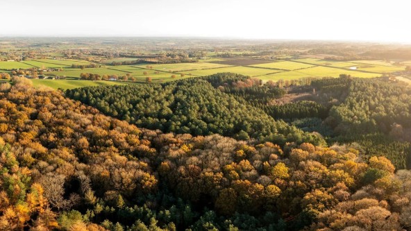 Views across Delamere Forest