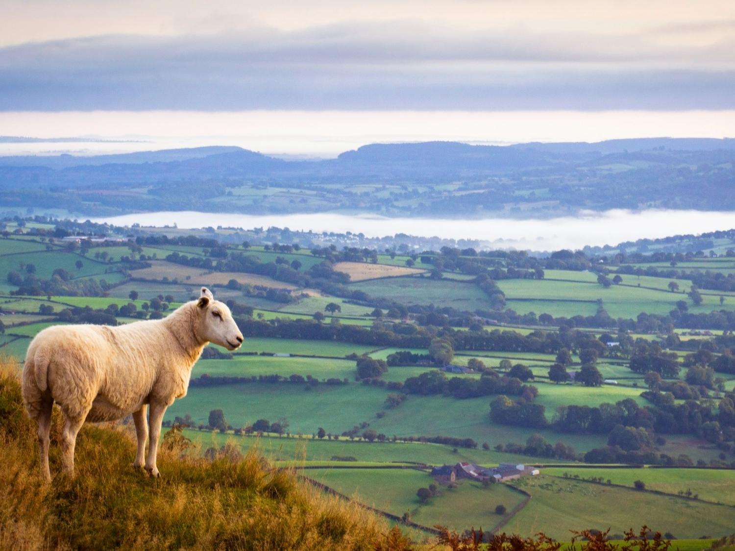 Cheshire Countryside