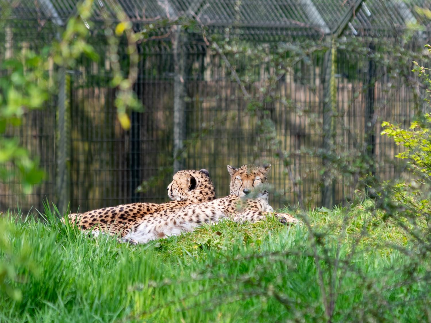 Chester Zoo