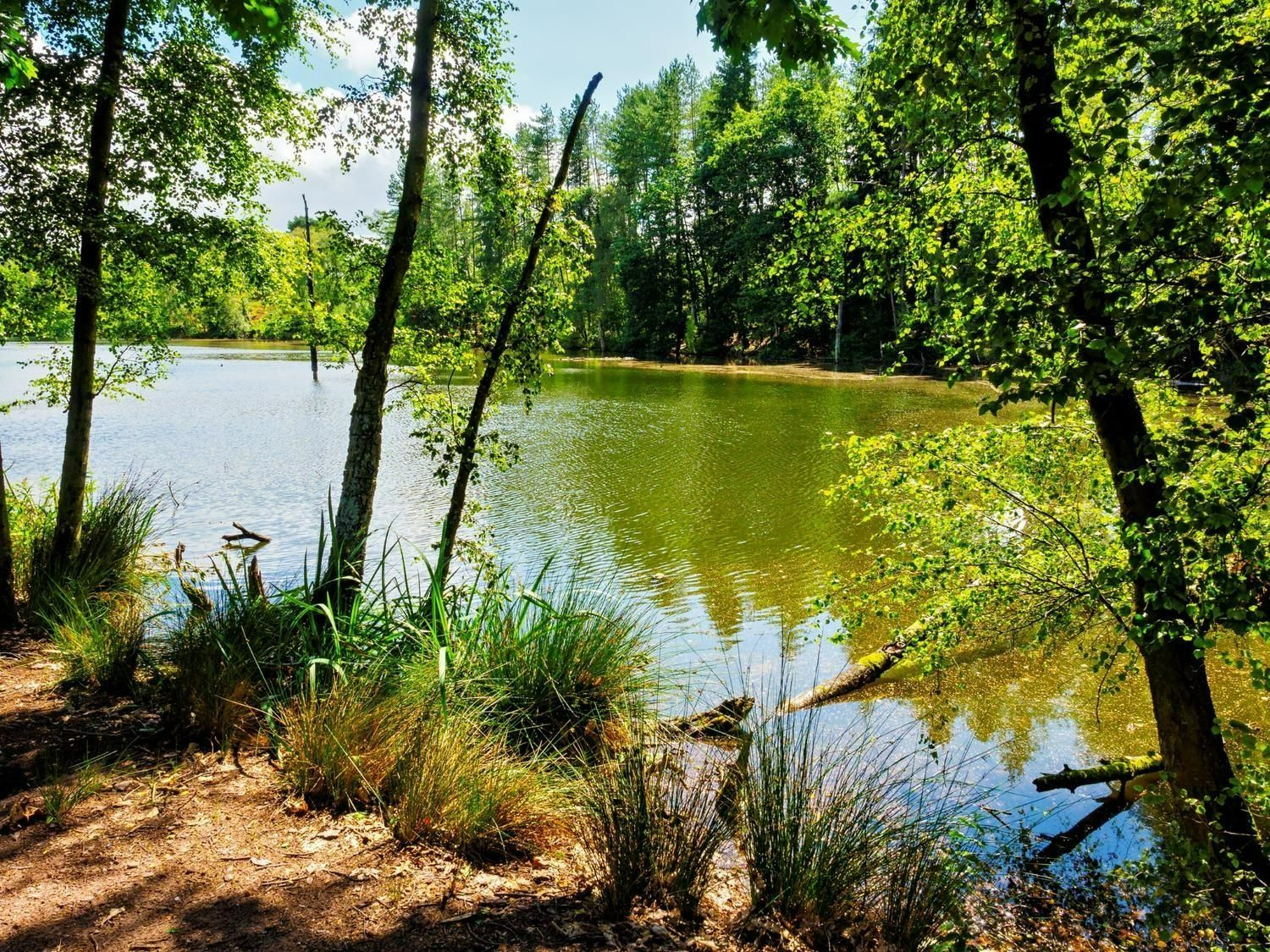 Pond at Delamere Forest
