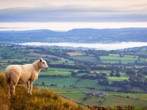 Cheshire Countryside