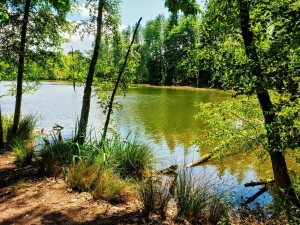 Pond at Delamere Forest